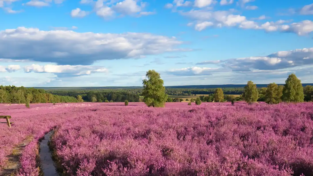 Heidschnucken auf der Lüneburger Heide